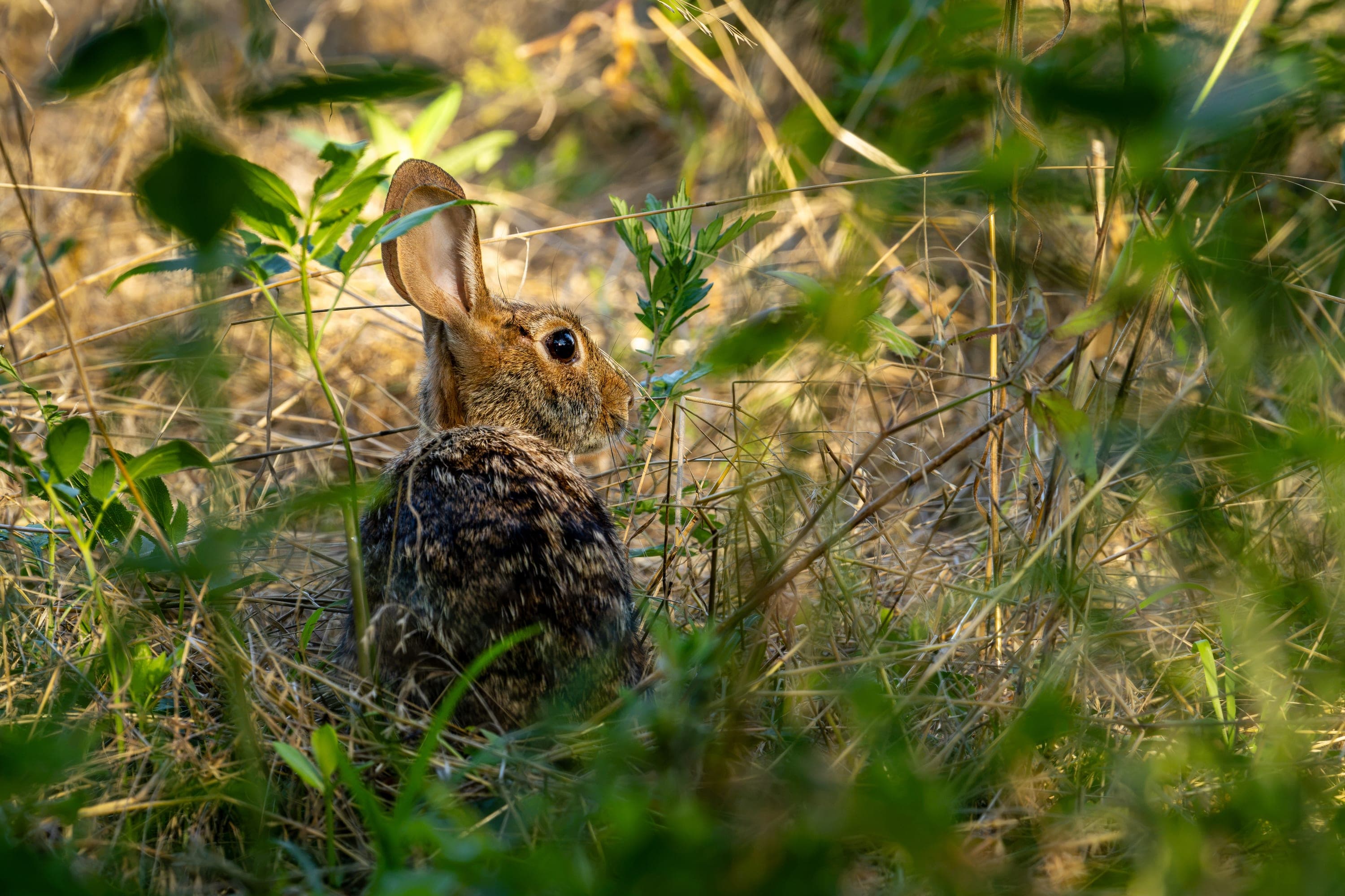 Oak & Holly Groves at Cove Island Wildlife Sanctuary