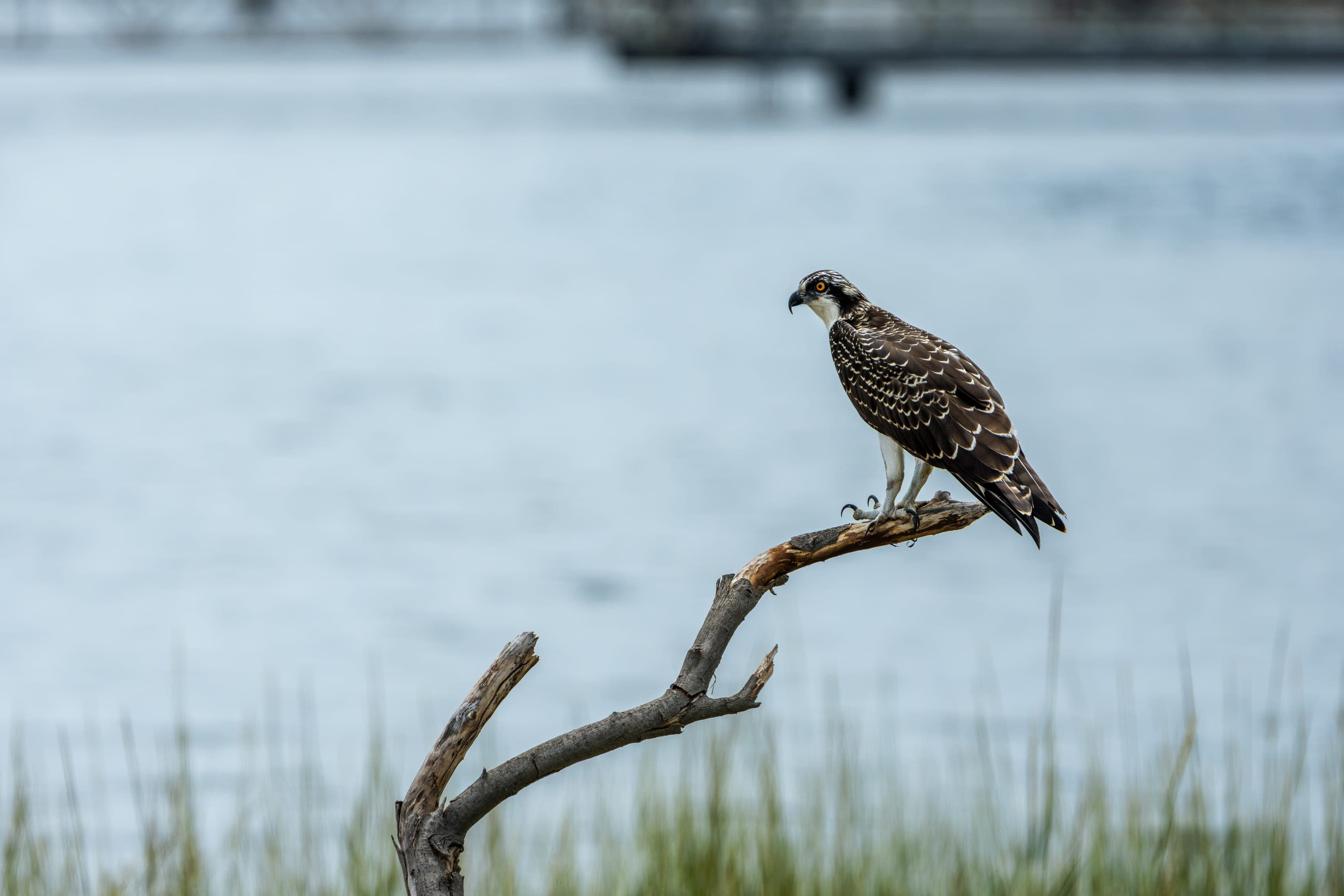 A juvenile osprey perched over the water at Cove Island Wildlife Sanctuary
