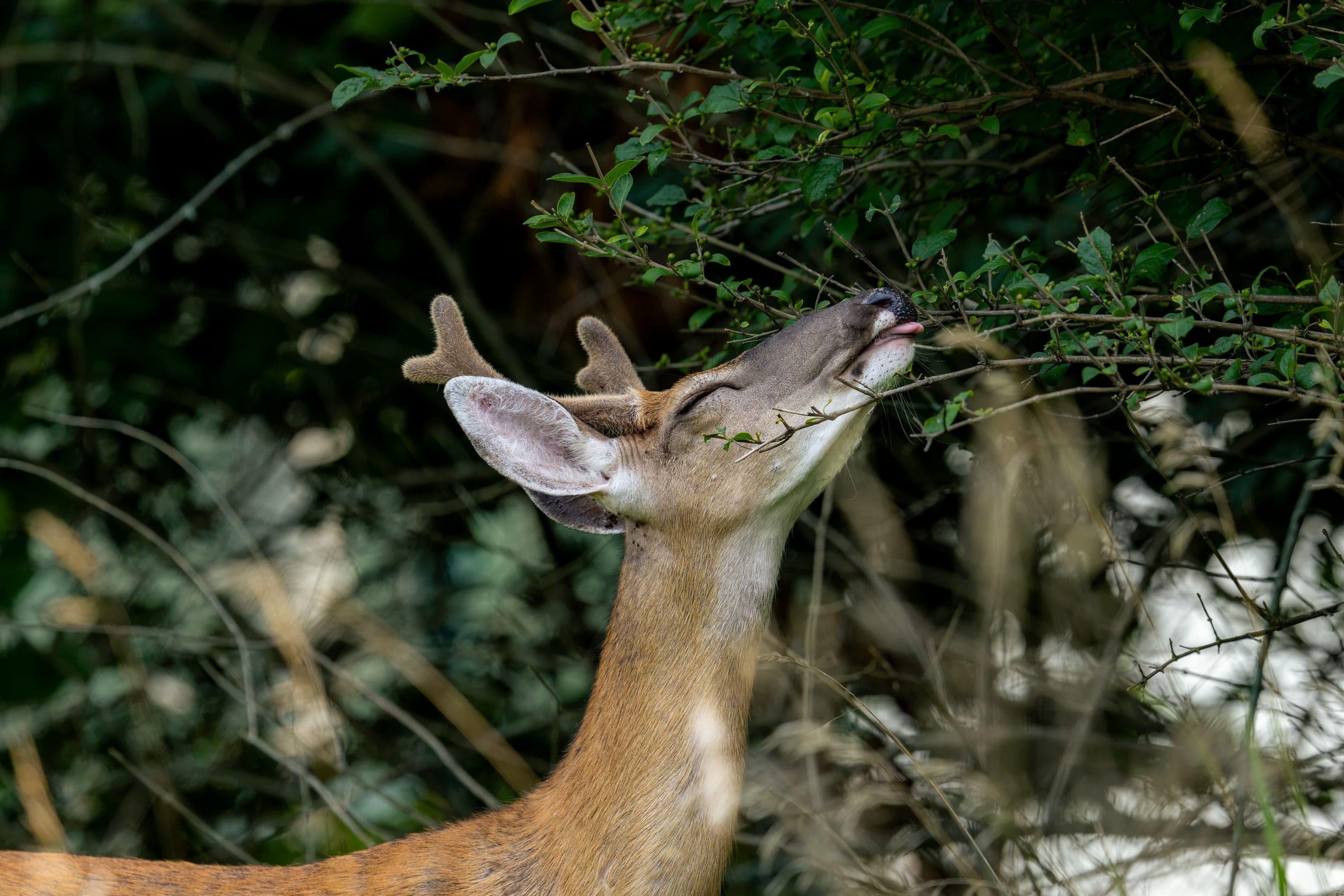 A white-tailed deer browsing at the woodland edge at Cove Island Wildlife Sanctuary