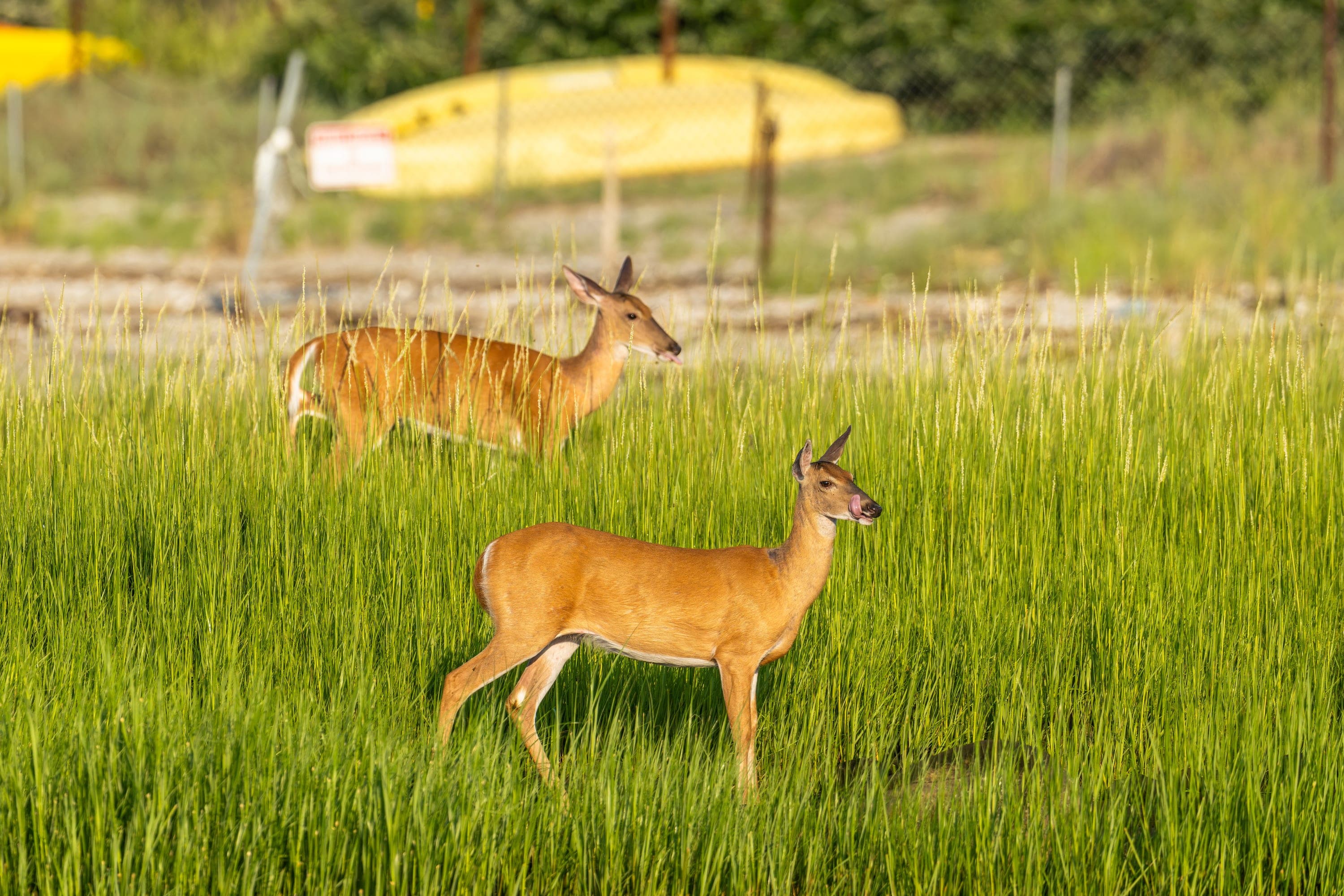 A white-tailed deer near the shoreline at Cove Island Wildlife Sanctuary