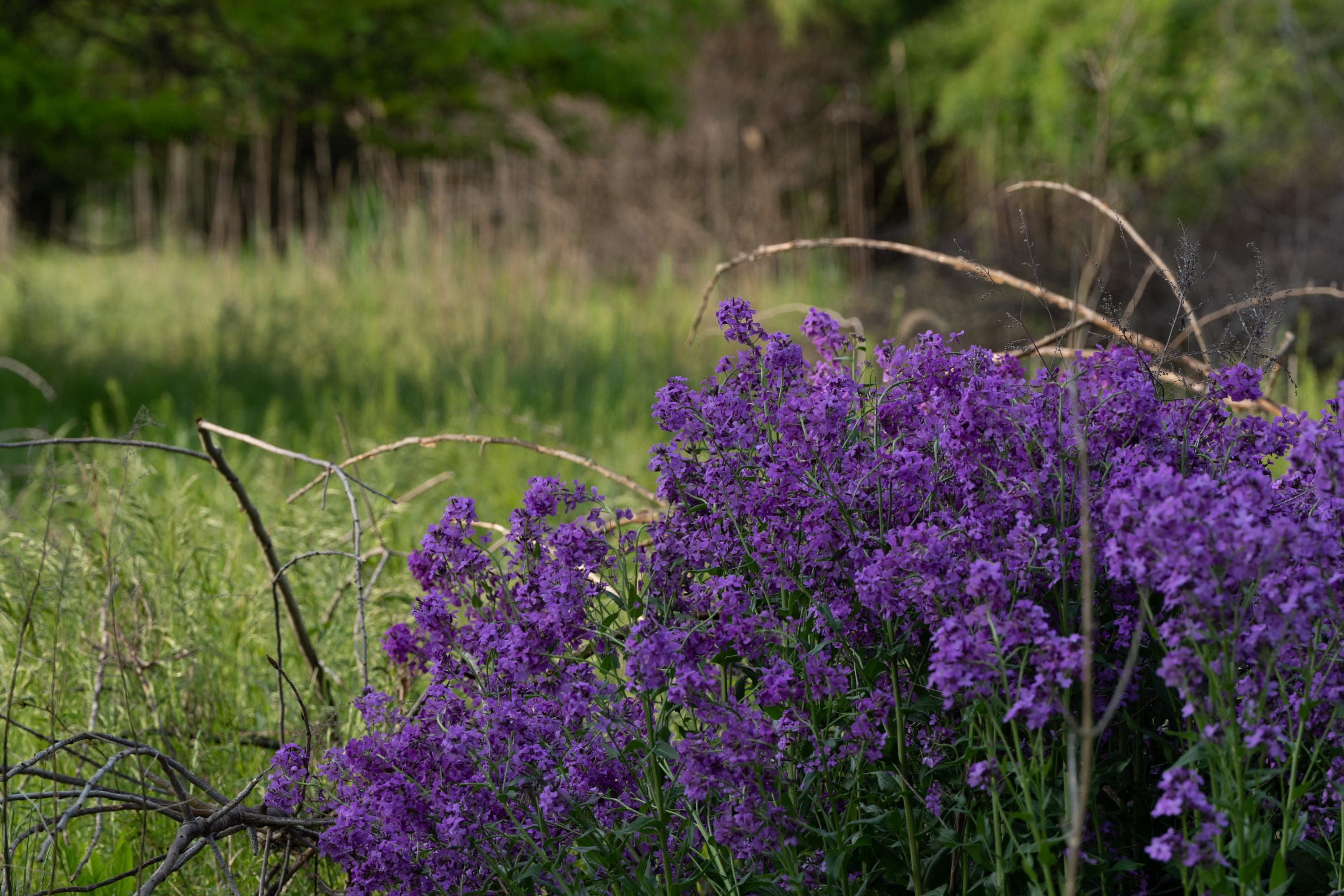 Wildflowers blooming along the meadow edge at Cove Island Wildlife Sanctuary